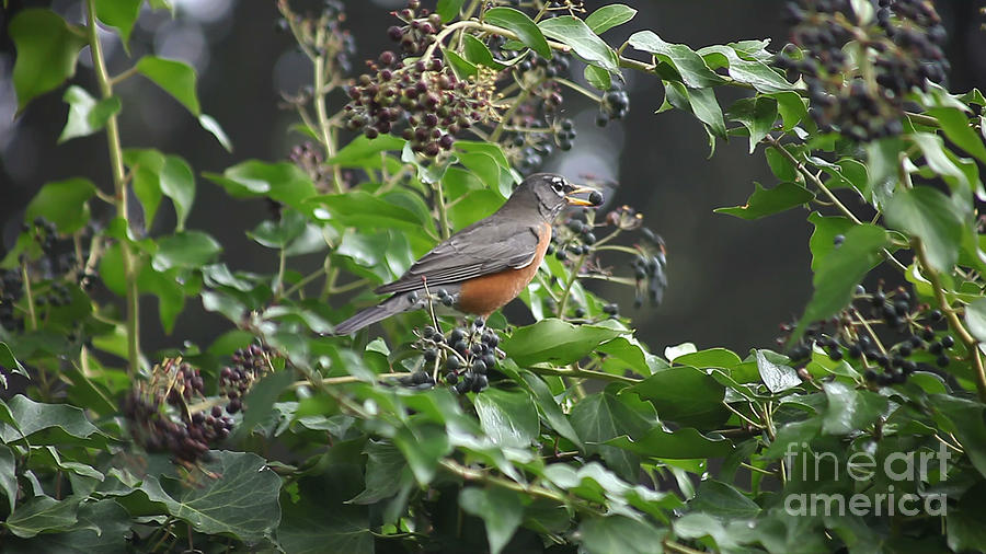 Robin Eating Berries Photograph By Ruby Hummersmith