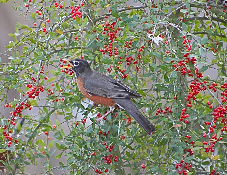 Robin Eating Yaupon Holly Berries Photograph by Jeanne Juhos