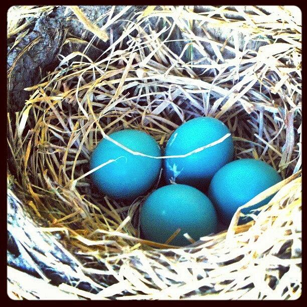 Instagram Photograph - Robin Egg Blues #android #andrography by Marianne Dow