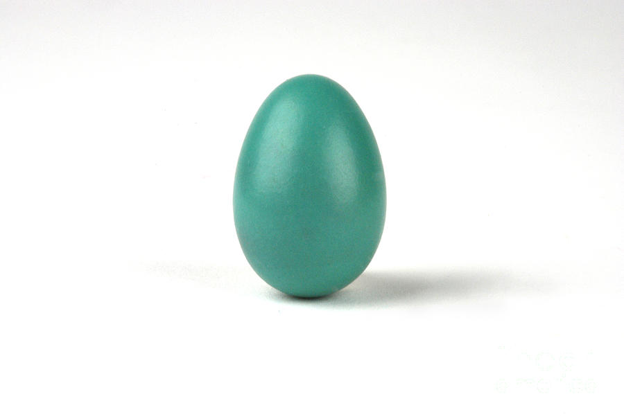 Robin Egg Photograph by Photo Researchers, Inc.