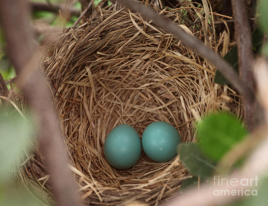 Robin Eggs Photograph by Ted Kinsman