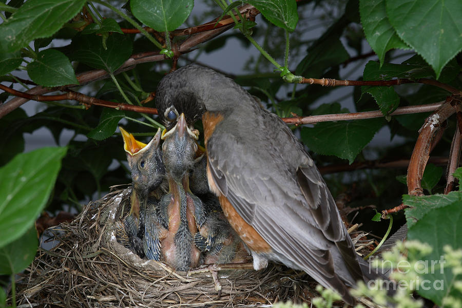 Robin Feeding Its Young Photograph by Ted Kinsman