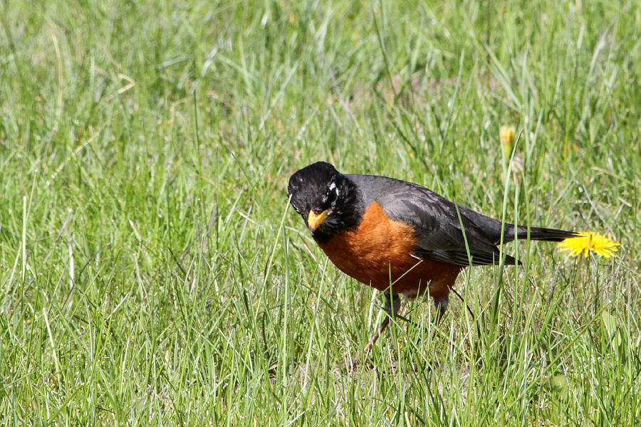 Robin Hunting Worms Photograph by Mark J Seefeldt