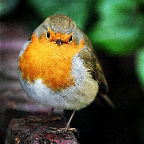 Robin Photograph - #robin In #hollandpark #london #bird by Kjersti Nevestveit-Thompson