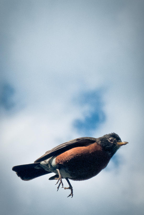 Robin Photograph - Robin by Jason Heckman Robin Photograph - Robin by Jason Heckman