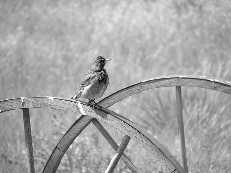 Robin on a cart wheel Photograph by HW Kateley