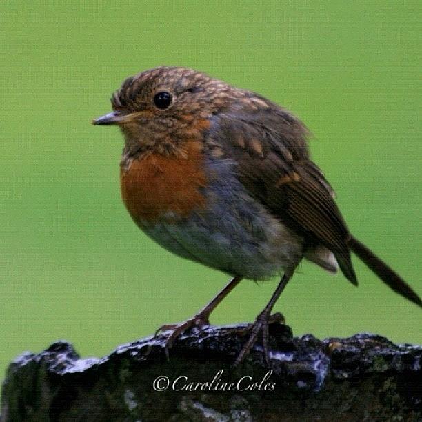 Robin Photograph - Robin On His Way To Manhood Last Spring by Caroline Coles