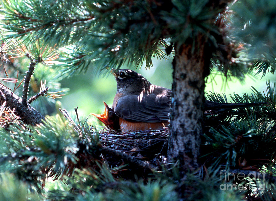 Robin On Nest With Young Photograph by Terry Elniski