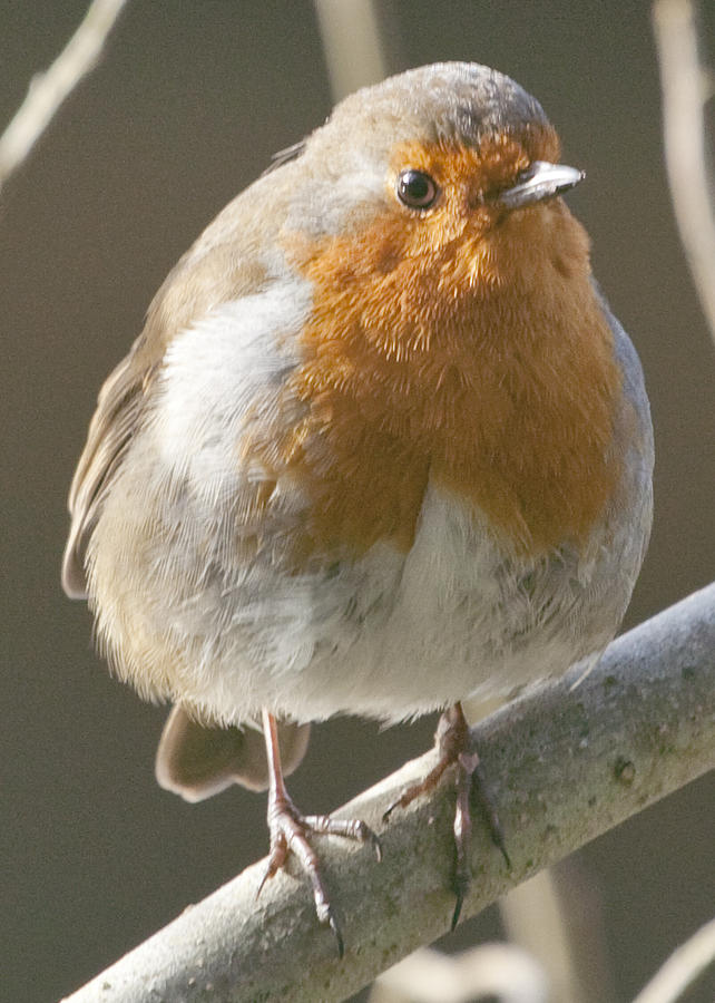 Robin Red Breast Photograph by Christopher Kulfan