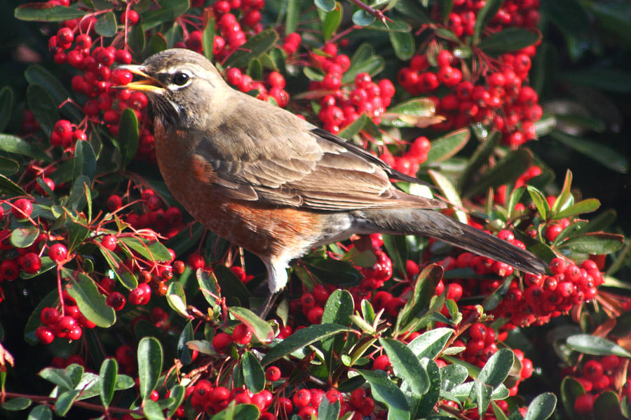 Robin with a Red Berry Photograph by Patricia Haynes