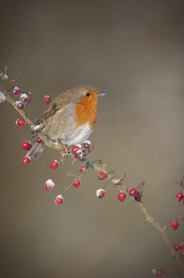 Robins Berries Photograph by Andy Astbury