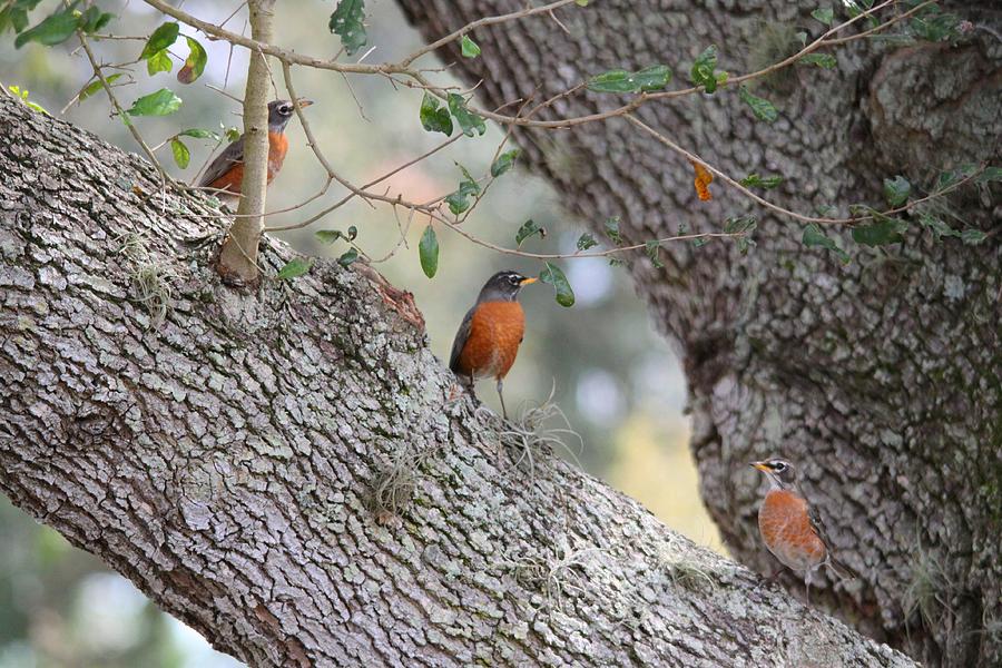 Robins Photograph by Jeanne Andrews