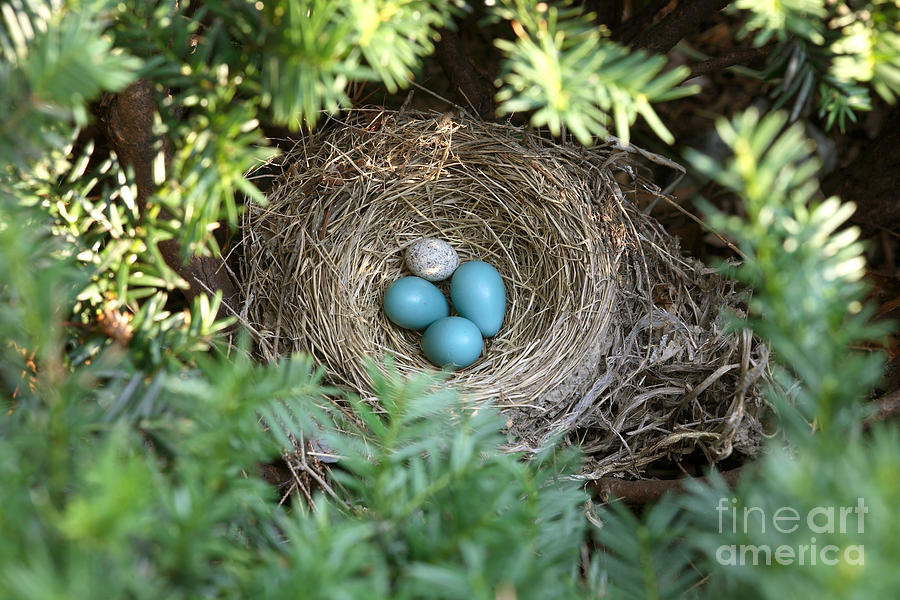 Robin Photograph - Robins Nest And Cowbird Egg by Ted Kinsman