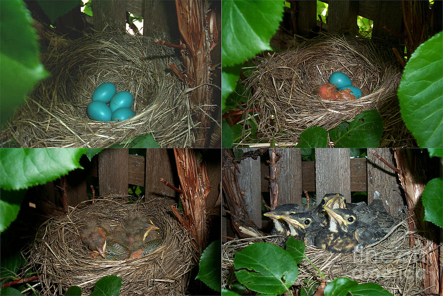 Robins Nest Photograph by Ted Kinsman