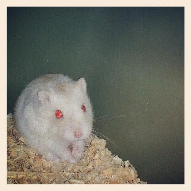 Cute Photograph - #roborovski Or #blueargente ? #hamster by Stefanus Gunawan