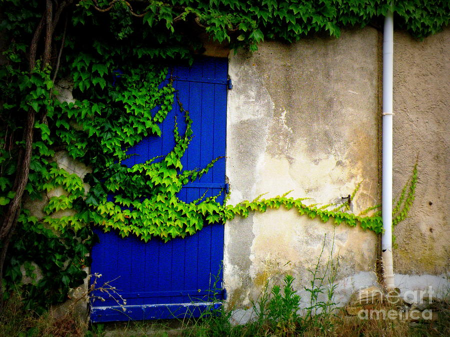 Nature Photograph - Robust Vine on Blue Door by Lainie Wrightson