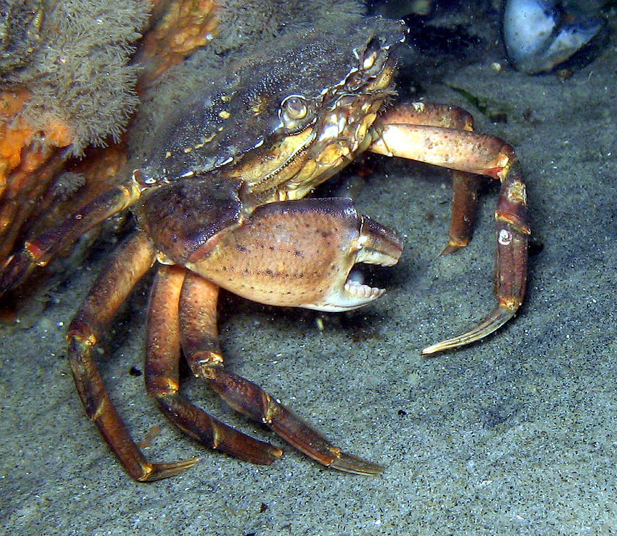 Rock Crab Photograph by Paul Ward