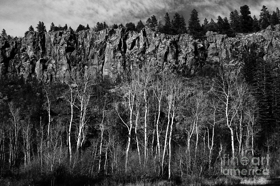 Rock Face and Aspen Photograph by David Waldrop