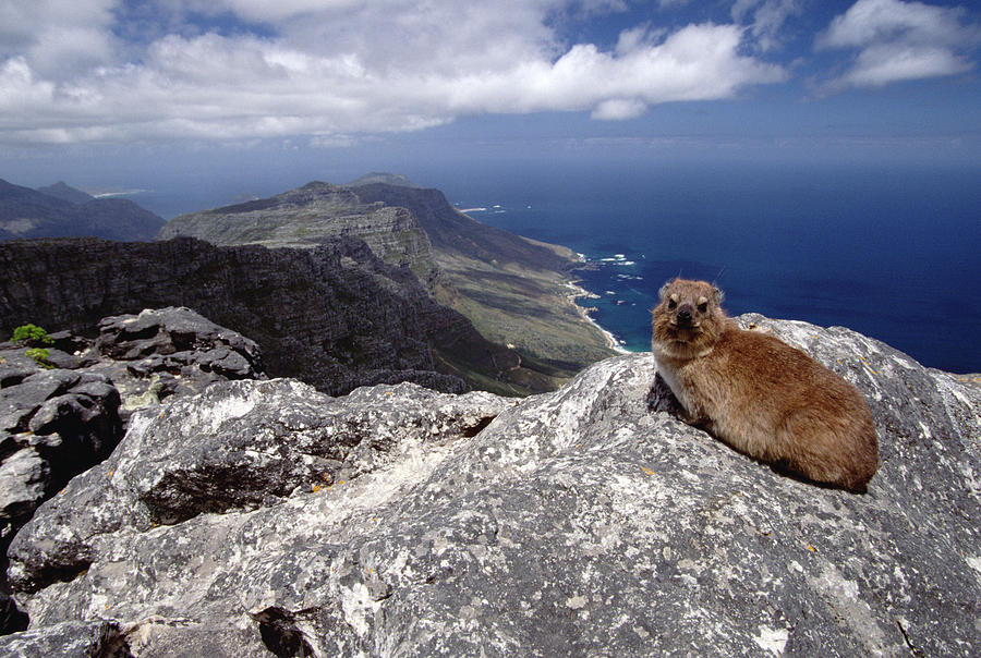 Rock Hyrax Procavia Capensis Resting Photograph by Gerry Ellis