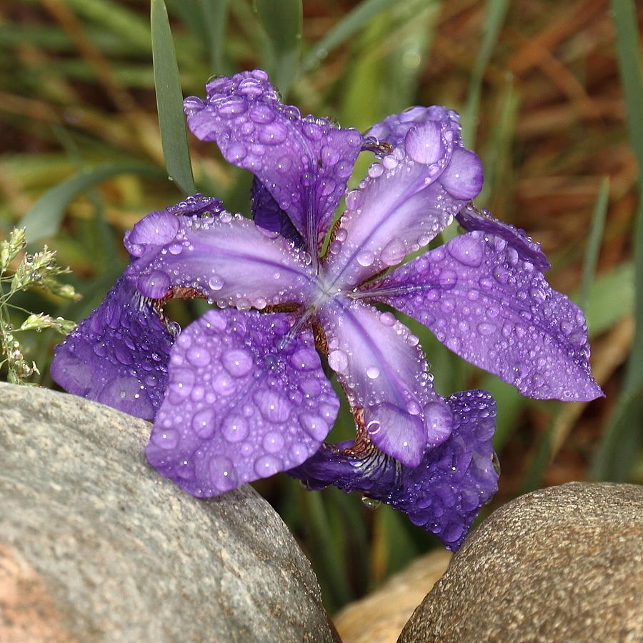 Rock Iris Photograph by Coby Cooper