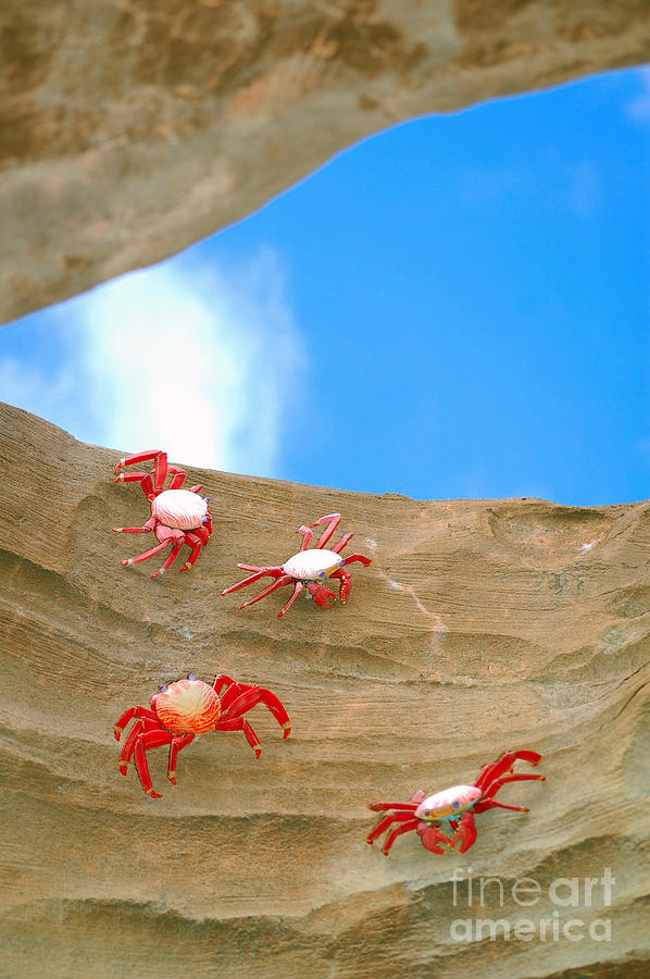 Unique Photograph - Rock Lobster by Anjanette Douglas