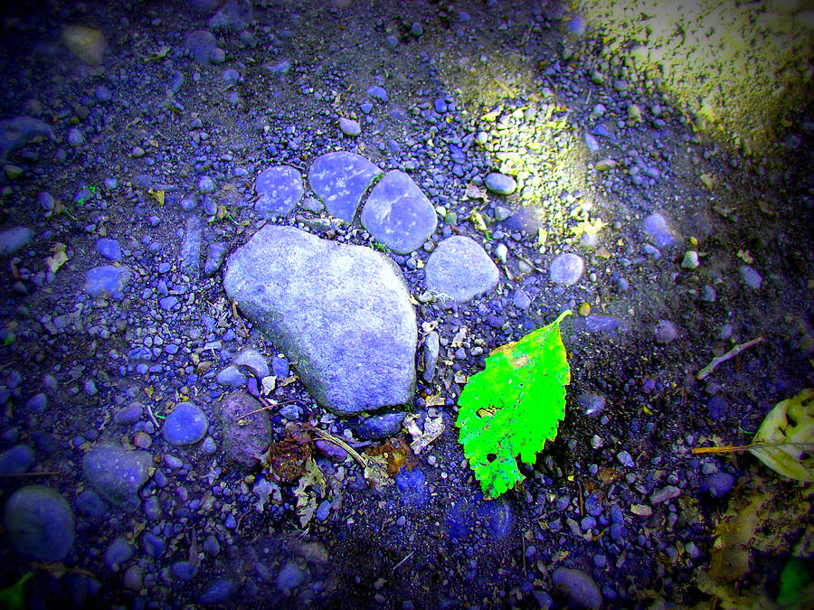 Rock Paw Photograph by Lisa Rose Musselwhite