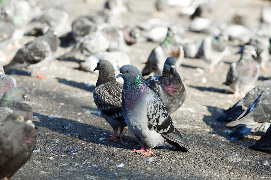 Rock Pigeons Photograph by Georgette Douwma - Fine Art America