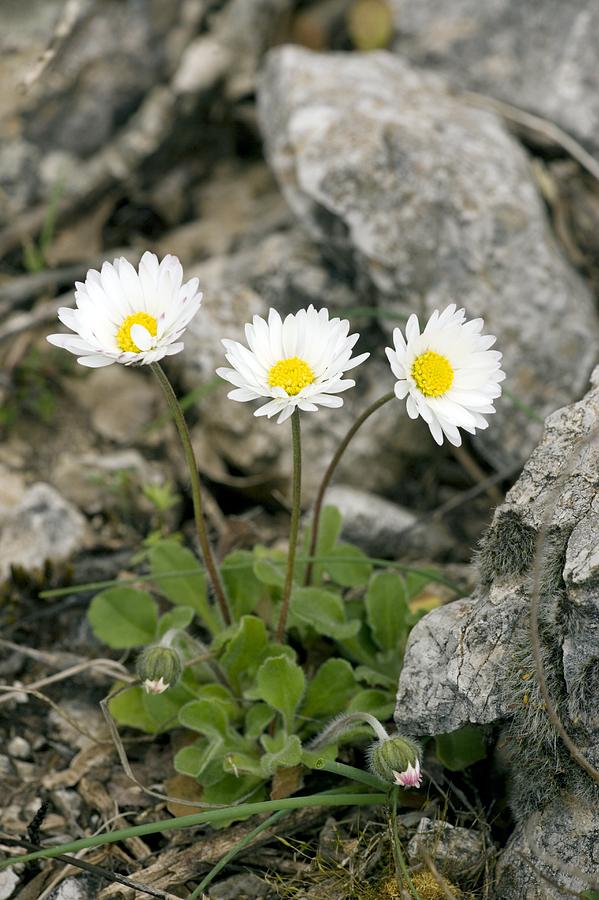 Flower Photograph - Rock-plant Daisy (bellis Margaraetifolia) by Bob Gibbons