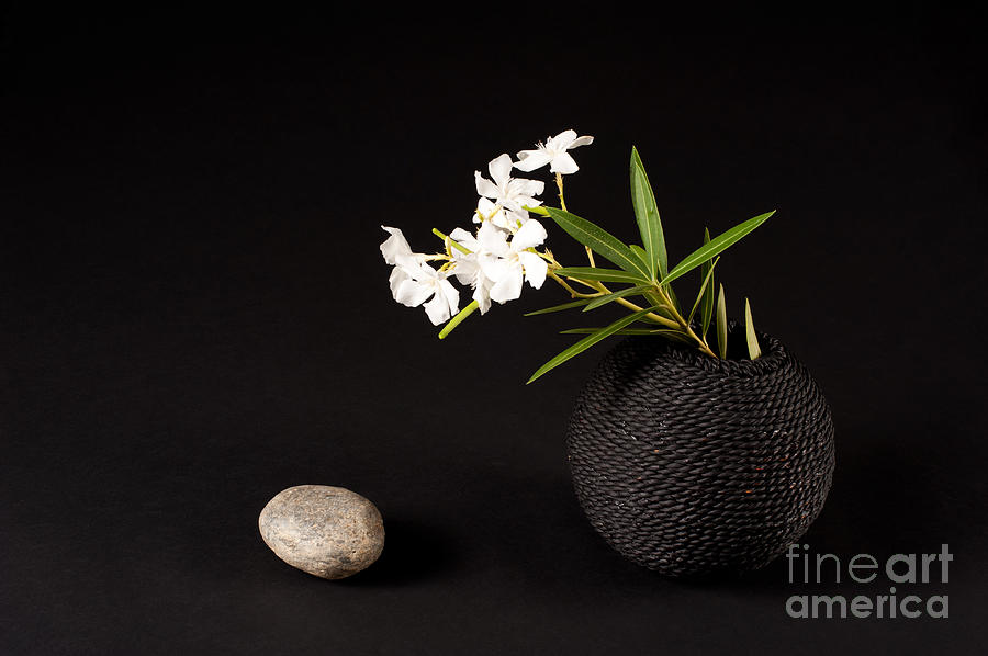 Nature Photograph - Rock Vase Flower by Catherine Lau