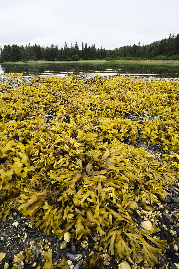 Rock Weed Fucus Gardneri At Low Tide Photograph by Konrad Wothe