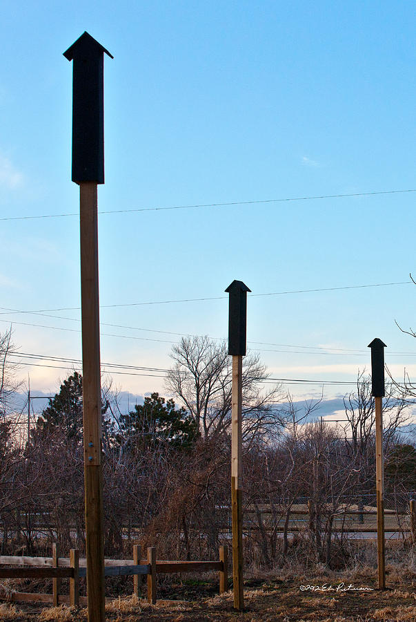 Rockets Arrows Or Bat Houses Photograph by Ed Peterson