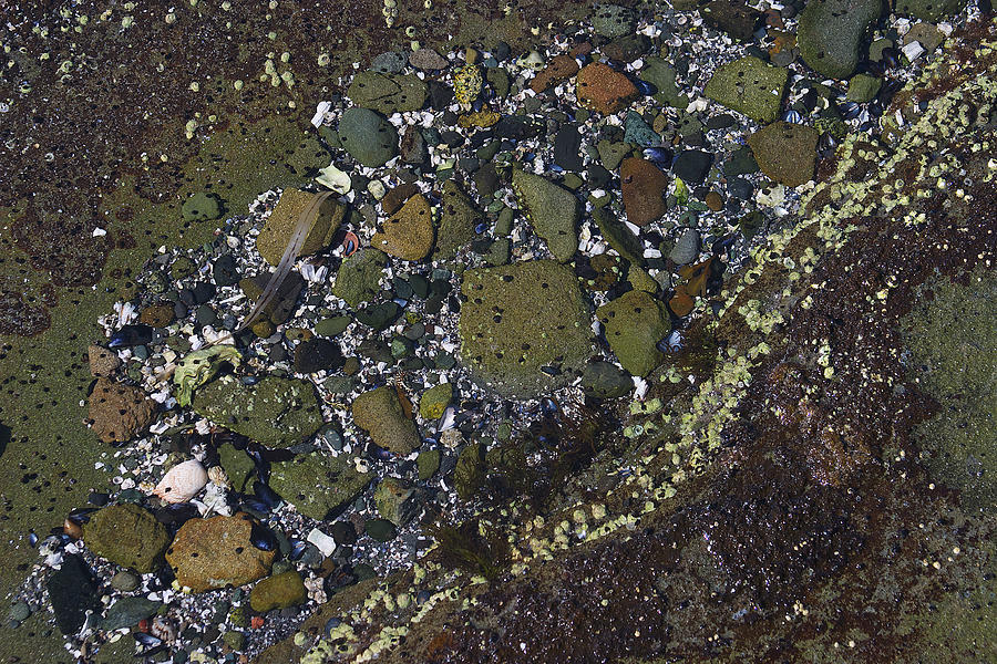 Rocks And Barnacles Photograph by David Kleinsasser