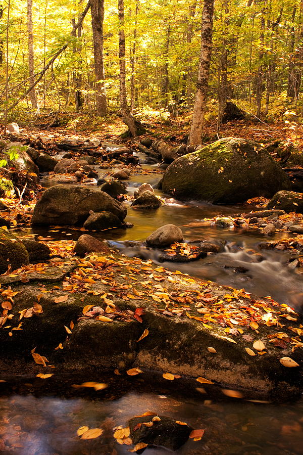 Rocks and Leaves Photograph by Amanda Kiplinger - Fine Art America