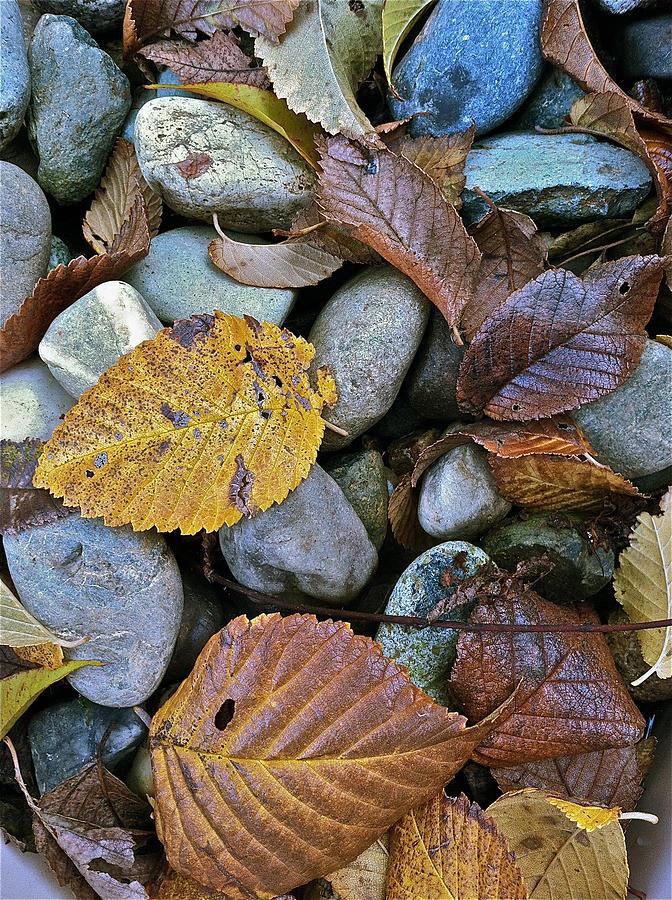 Rocks And Leaves Photograph by Bill Owen