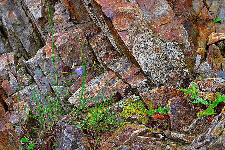 Rocks and Plant Abstract Photograph by Peter J Sucy