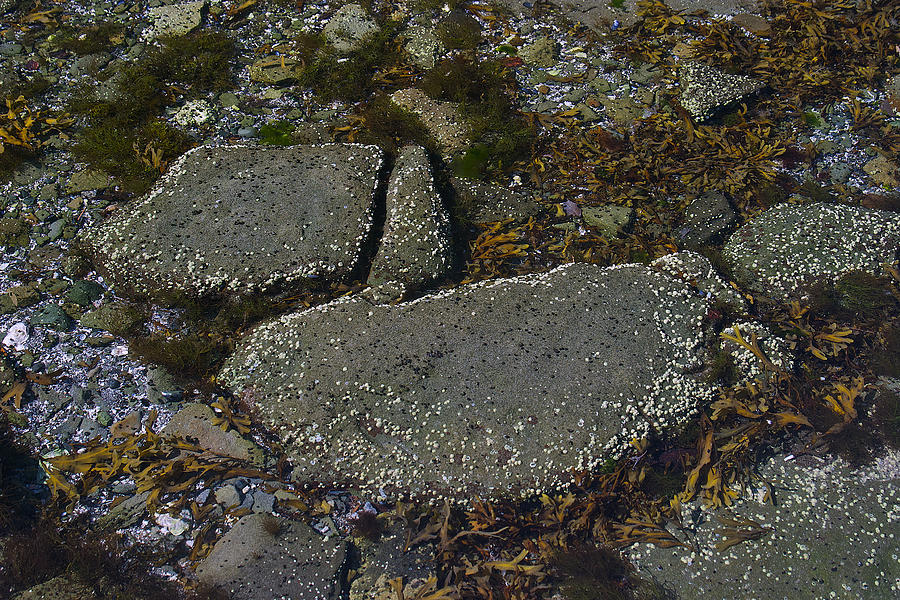 Rocks And Seaweed Photograph by David Kleinsasser