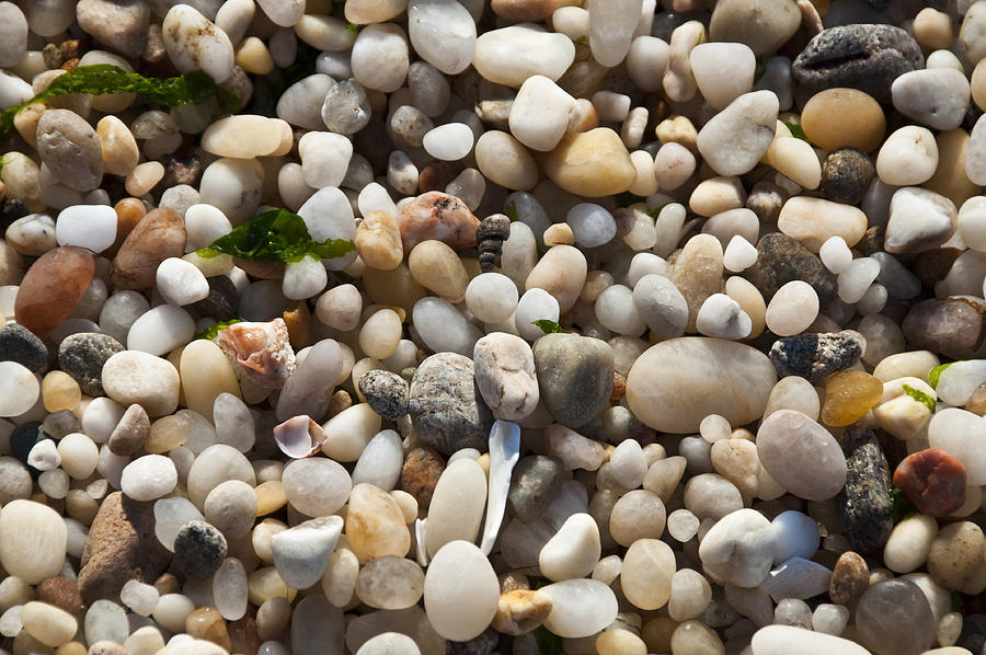 Rocks and Shells Photograph by Cathy Kovarik