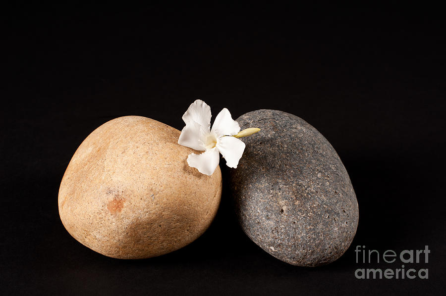 Rocks And White Fower Photograph by Catherine Lau
