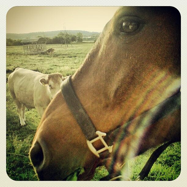 Horse Photograph - Rocky + Cow #rocky #horse #pferd #cow by Malte Bauer
