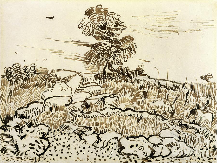 Vincent Van Gogh Drawing - Rocky Ground at Montmajour by Vincent van Gogh