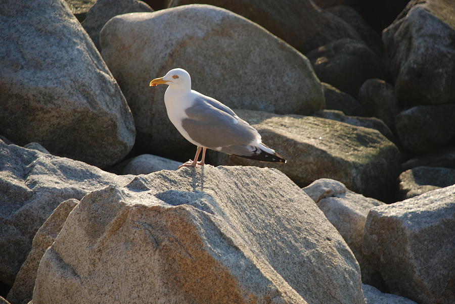 Seagull Photograph - Rocky Gull by Richard Bryce and Family
