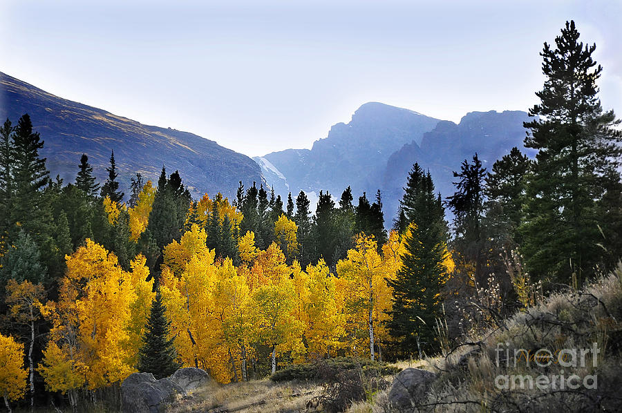 Rocky Mountain National Park Photograph - Rocky Mountain Aspens by Nava Thompson
