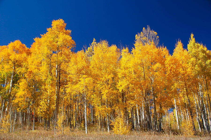 Rocky Mountain Aspens Photograph by Sam Eden - Fine Art America