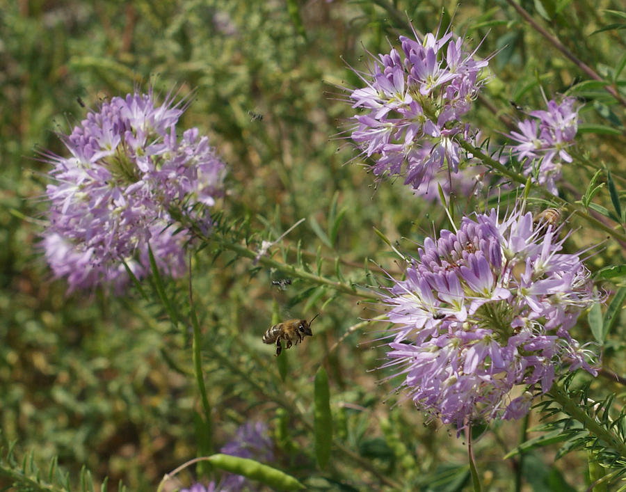 Rocky Mountain Bee Plant Photograph by Ernest Echols