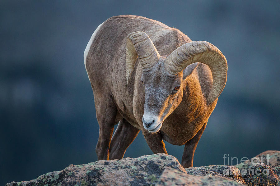 Rocky Mountain Big Horn Ram Photograph by Ronald Lutz