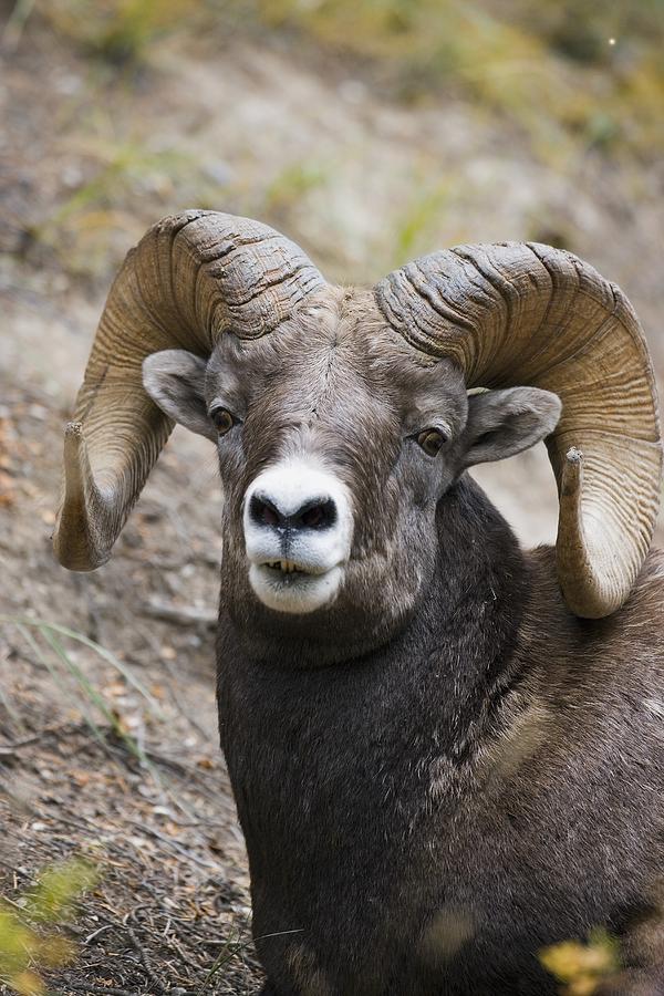 Animal Photograph - Rocky Mountain Bighorn Sheep by Carson Ganci