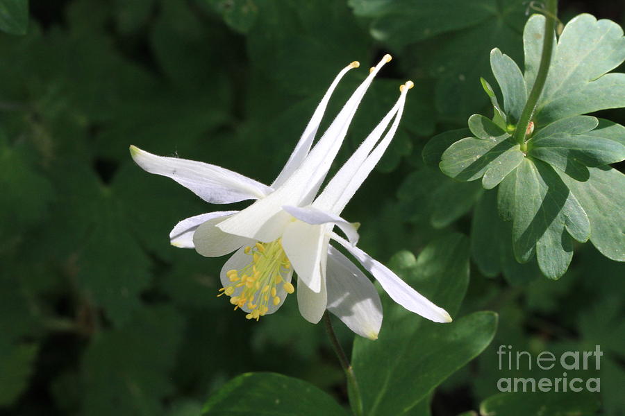 Rocky Mountain Columbine Photograph by Edward R Wisell