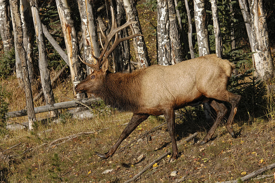 Rocky Mountain Elk 1 Photograph by Wade Aiken