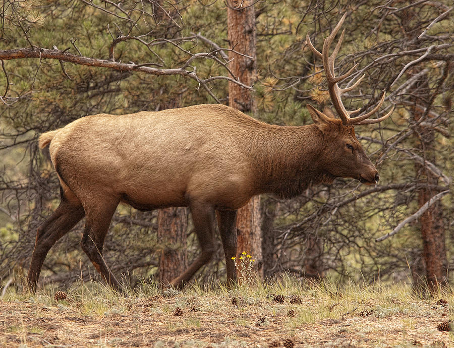 Rocky Mountain Elk 2 Photograph by Wade Aiken