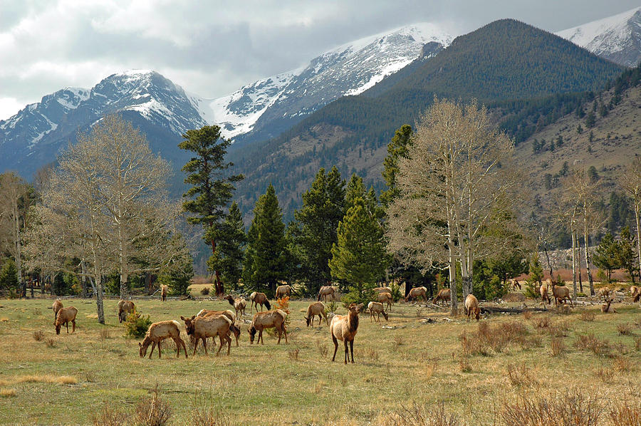 Rocky Mountain Elk Photograph by Lynn Bauer